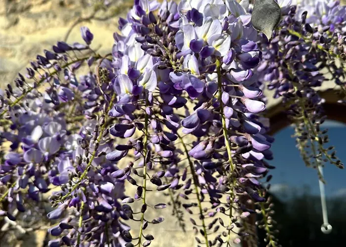 Otel Restaurant Le Clos De L 'ancien Pressoir