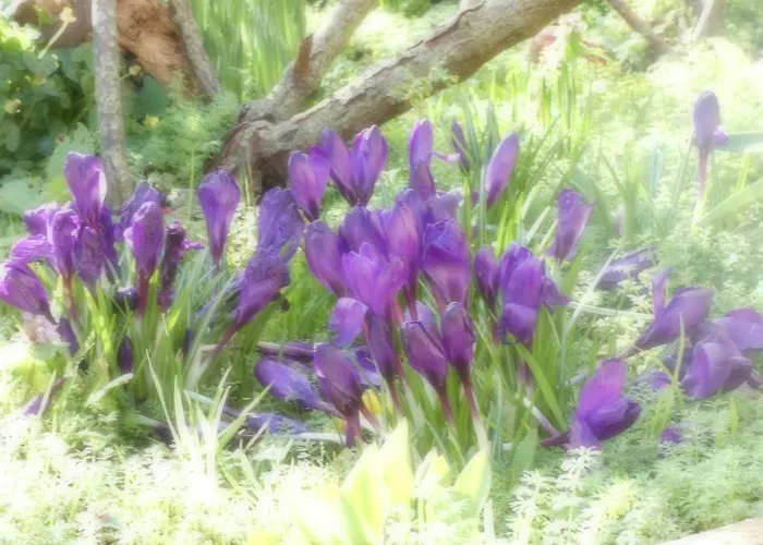 Restaurant Le Clos De L 'ancien Pressoir 3*